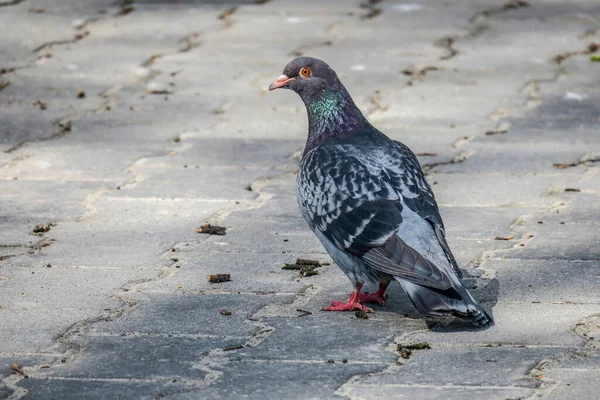 Pombo Surpreso Olha Para Homem — Fotografia de Stock