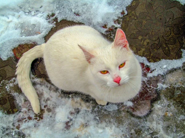 Pequeño Hermoso Gato Blanco Con Ojos Amarillos — Foto de Stock