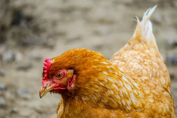 Foto Frango Vermelho Adulto Com Uma Cabeça Vermelha — Fotografia de Stock