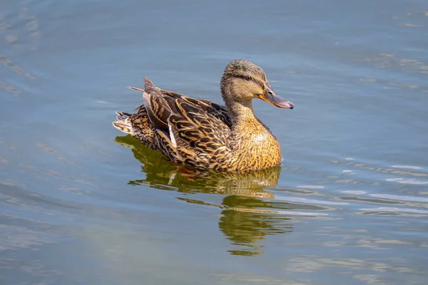 Canard Sauvage Nage Sur Eau — Photo