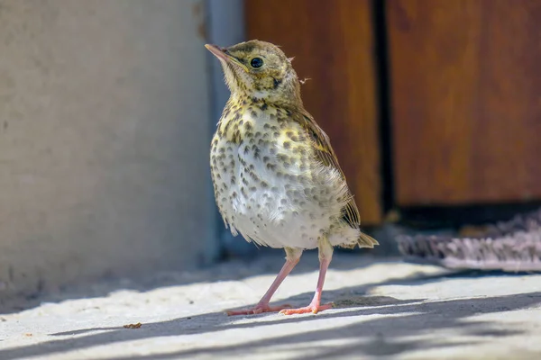 Young Bird Stands Door — Stock Photo, Image