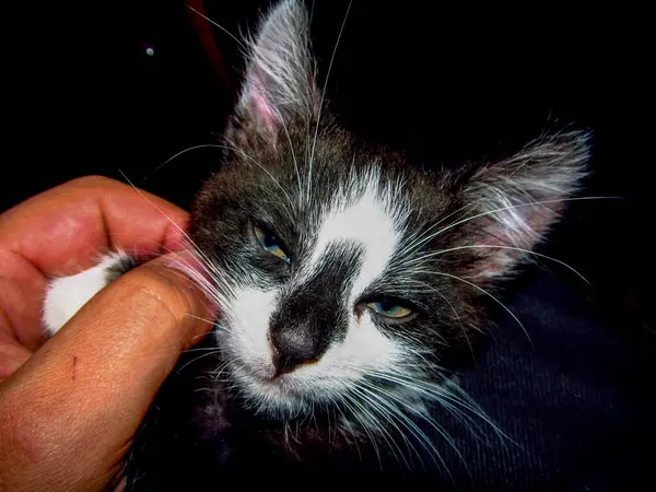 Pequeno Gato Branco Preto Cinza — Fotografia de Stock