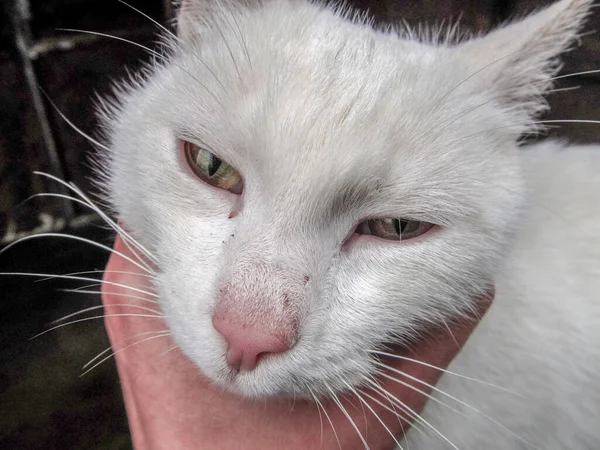 Liten Vacker Vit Katt Med Gula Ögon — Stockfoto