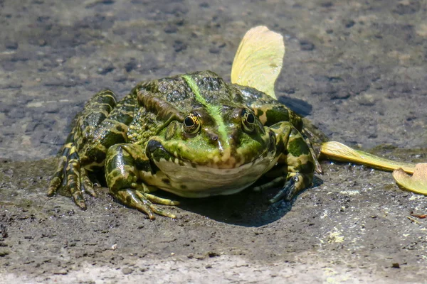 Schöner Grüner Frosch Sitzt Ufer Des Teiches — Stockfoto