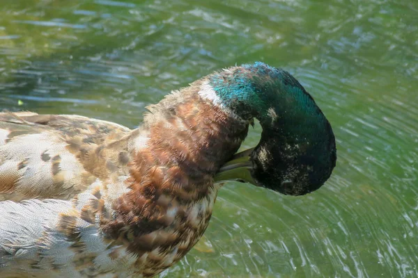 Schöne Wildenten Baden Teich — Stockfoto