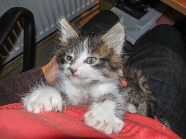 Gatito Alegre Gris Sus Brazos — Foto de Stock