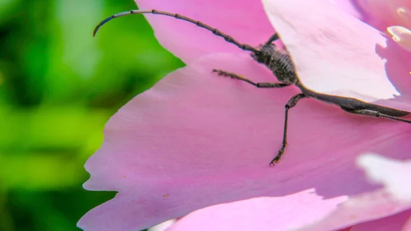 Schöner Schwarzer Schnurrbart Käfer Auf Einer Rosa Blume — Stockfoto