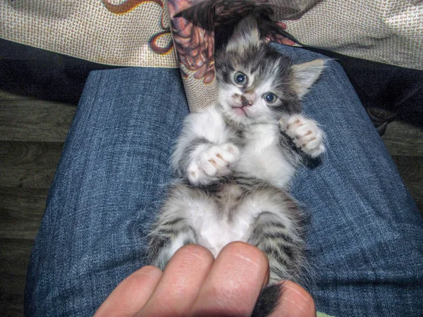 Pequeno Gato Branco Preto Cinza — Fotografia de Stock