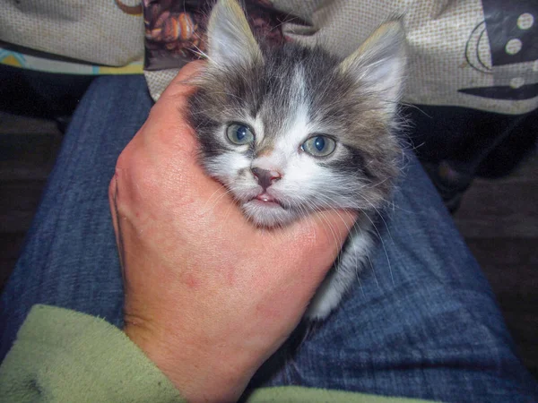 彼の腕の中で陽気な灰色の小さな猫 — ストック写真