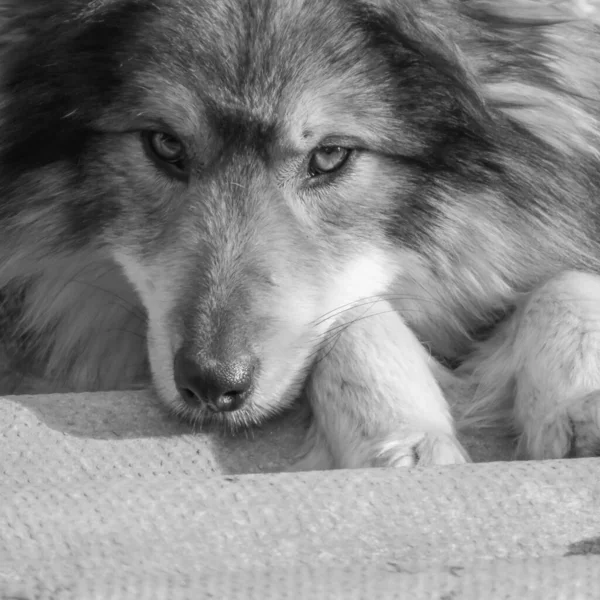 Sorglig Hund Sitter Nära Stugan — Stockfoto