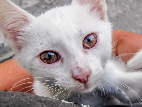 Petit Beau Chat Blanc Aux Yeux Jaunes — Photo