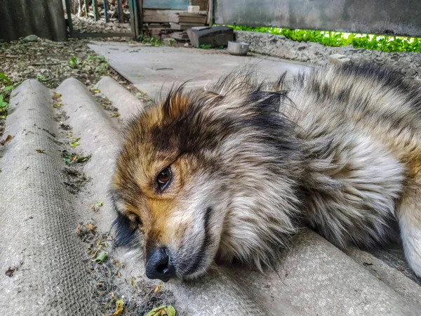 Beautiful Gray Red Dog Lying Ground — Stock Photo, Image