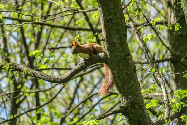 Petit Écureuil Roux Sur Arbre Dans Parc — Photo