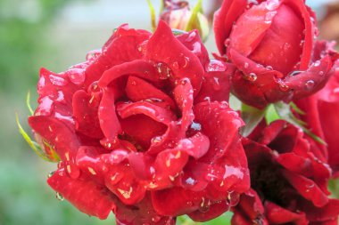 Yağmurdan sonra bahçede kırmızı güller