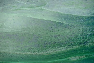 Parkın yakınındaki bir gölde çiçek açan su ve ekolojik bir felaket.