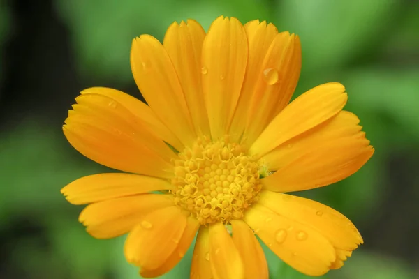 Güzel Sarı Çiçek Yağmurdan Sonra Bahçede — Stok fotoğraf
