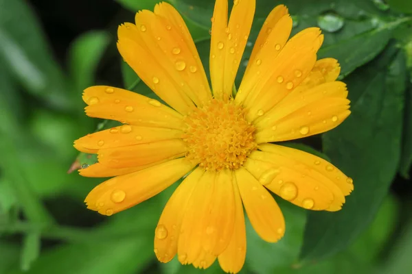 Vacker Gul Blomma Trädgården Efter Regnet — Stockfoto