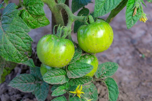 Tomate Verte Dans Jardin — Photo