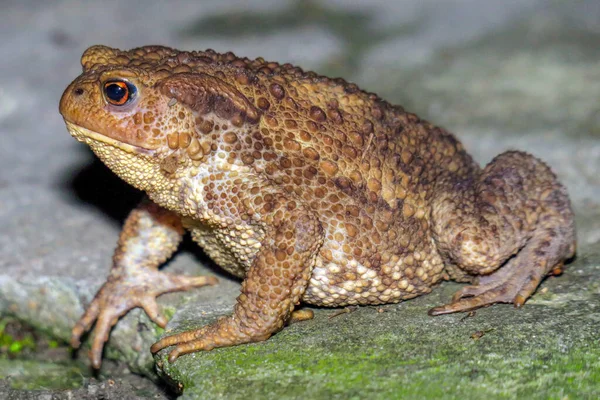 Gelbgrauer Frosch Mit Gelben Augen Auf Dem Beton Nachtschießen — Stockfoto