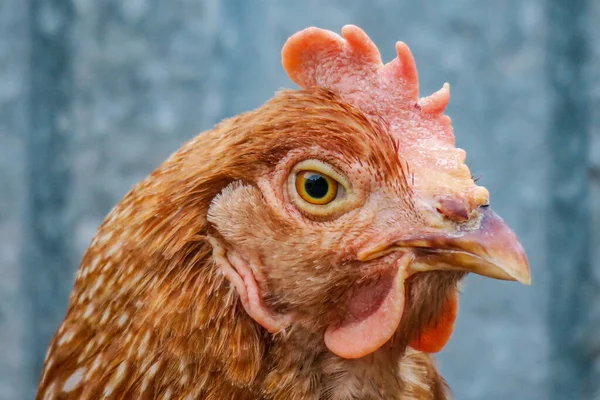 Red Domestic Chicken Farm — Stock Photo, Image