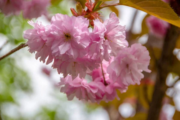 Pink Sakura Flower Garden — Stock Photo, Image