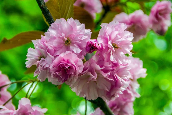 Beautiful Pink Sakura Blossom Garden — Stock Photo, Image