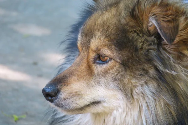 Cão Triste Sentado Perto Cabana — Fotografia de Stock