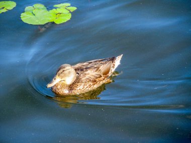 Ağustos 'ta Ternopil göletinin suyundaki vahşi kachur.