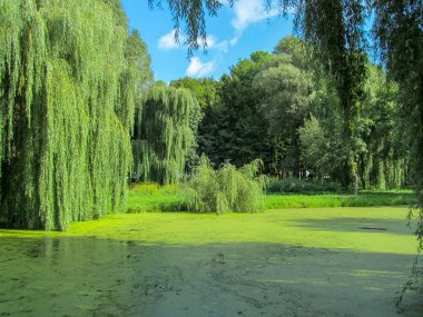 Yeşil söğüt dalları ve gölde su zambakları olan yeşil su