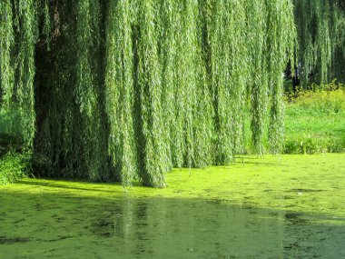 Yeşil söğüt dalları ve gölde su zambakları olan yeşil su