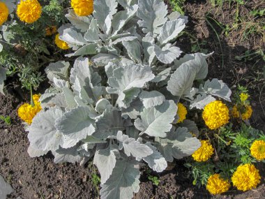 Ağustosta çiçek tarlasında çiğ taneleriyle yeşil süslemeli bitki örtüsü