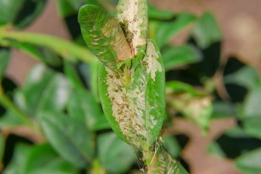 Parktaki sarı yaprakların yakın plan çekimi.