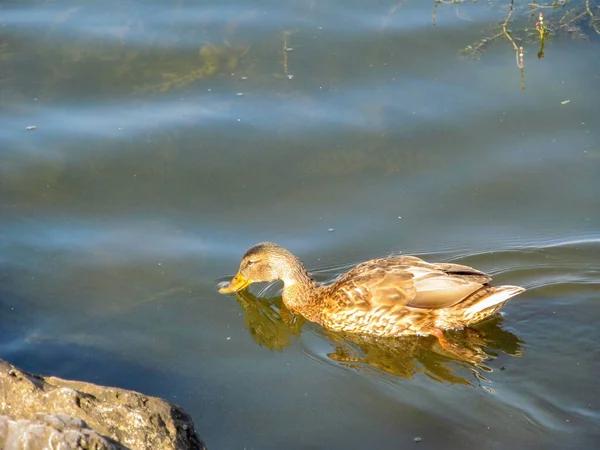 Kachur Sauvage Sur Eau Étang Ternopil Août — Photo