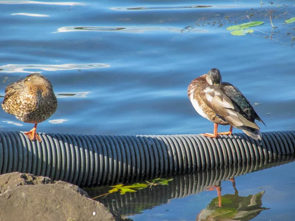 Pato Selvagem Gaivotas Brancas Água Ternopil Ucrânia — Fotografia de Stock