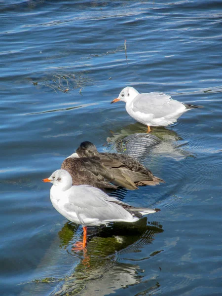 Pato Selvagem Gaivotas Brancas Água Ternopil Ucrânia — Fotografia de Stock