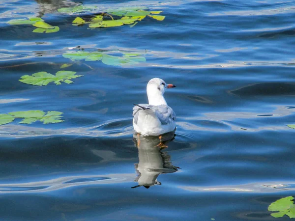 Pato Selvagem Gaivotas Brancas Água Ternopil Ucrânia — Fotografia de Stock