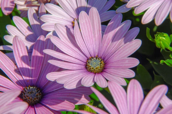 Makro Skott Vacker Lila Blomma Parken — Stockfoto