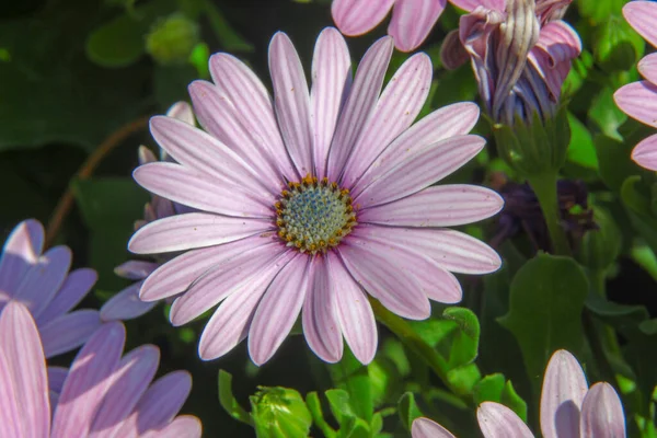 Macro Tiro Uma Bela Flor Roxa Parque — Fotografia de Stock