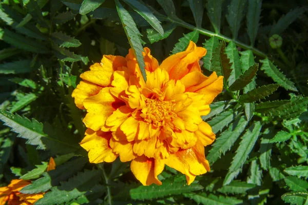 Schöne Gelbe Blumen Auf Einem Blumenbeet Der Stadt — Stockfoto