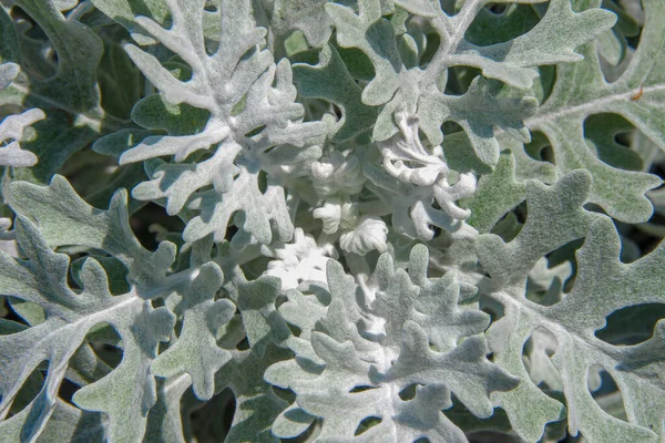 Декоративная Бело Зеленая Пушистая Трава Клумбе — стоковое фото