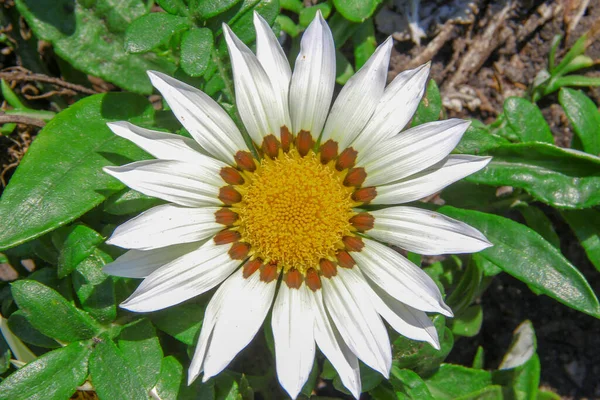 Beautiful White Yellow Flower Grass — Stock Photo, Image