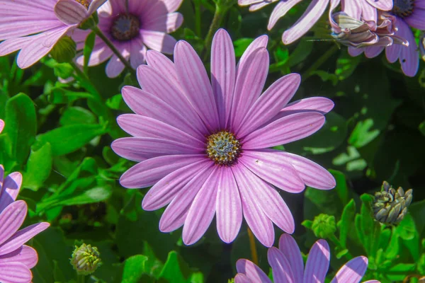 Macro Disparo Una Hermosa Flor Púrpura Parque —  Fotos de Stock