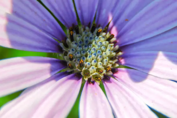 Macro Tiro Uma Bela Flor Roxa Parque — Fotografia de Stock