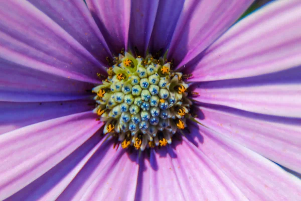 Macro Tiro Uma Bela Flor Roxa Parque — Fotografia de Stock