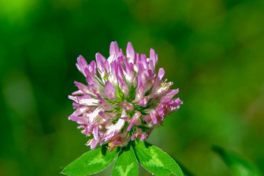 Parktaki çimlerde güzel mor çiçek