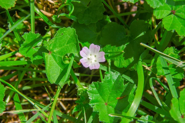 Belle Fleur Violette Dans Herbe Parc — Photo