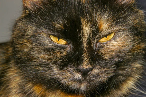 Black Beautiful Pussy Yellow Eyes — Stock Photo, Image