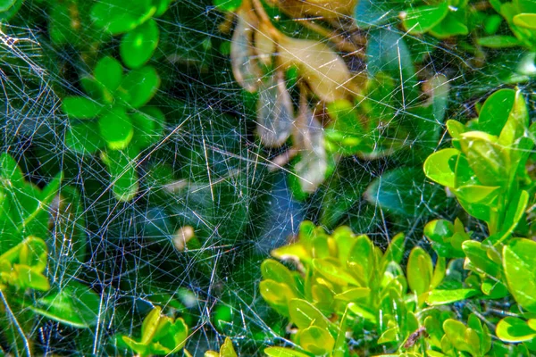 Павутина Зеленому Листі — стокове фото