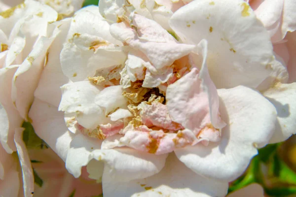 Красиві Троянди Клумбі Парку — стокове фото