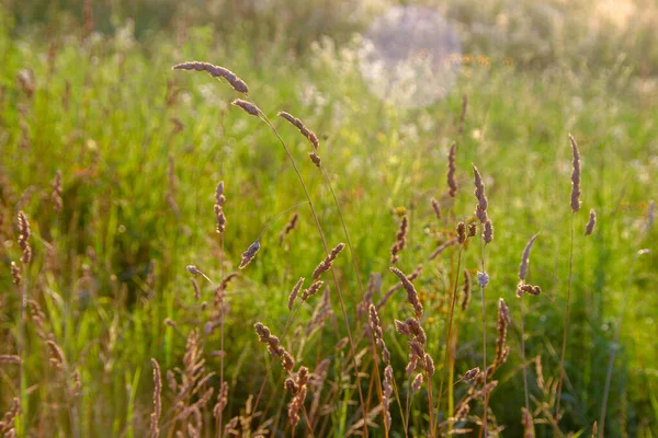 日落时田野里的褐草 — 图库照片